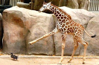 watch-out-duck-giraffe.jpg