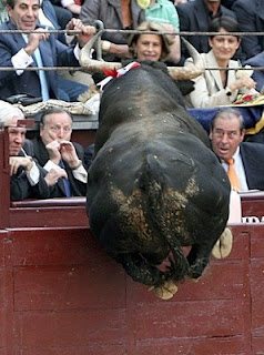 funny bullfight photo of bull leaping or jumping into crowd men scared