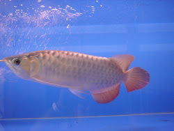 Super Red Arowana