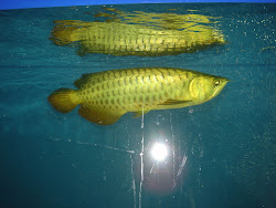 Malaysian Gold