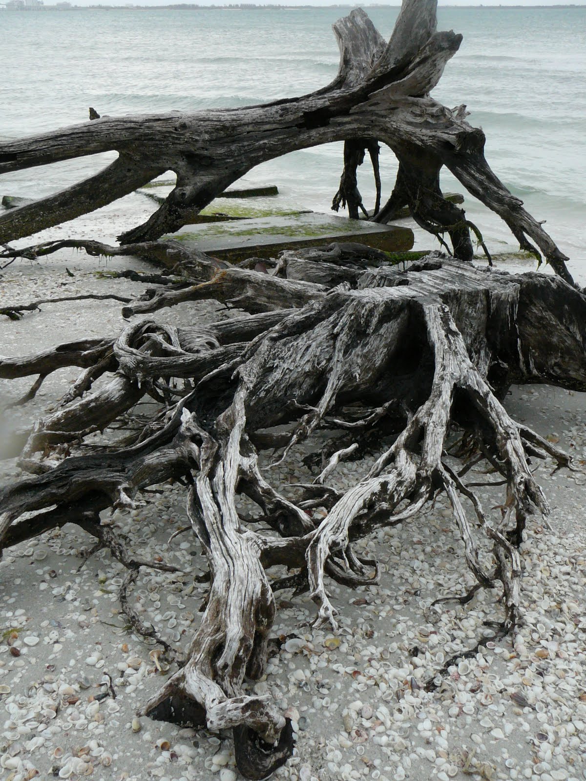 [Copy+of+West+Coast+FL+2009+169.jpg]