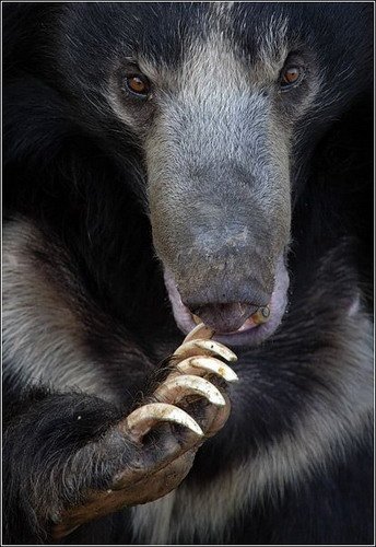 oso perezoso oso perezoso