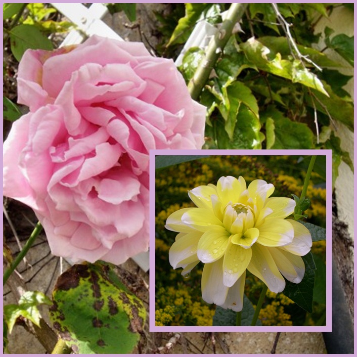 [Mosaic+Monday+Flowers+#2.jpg]