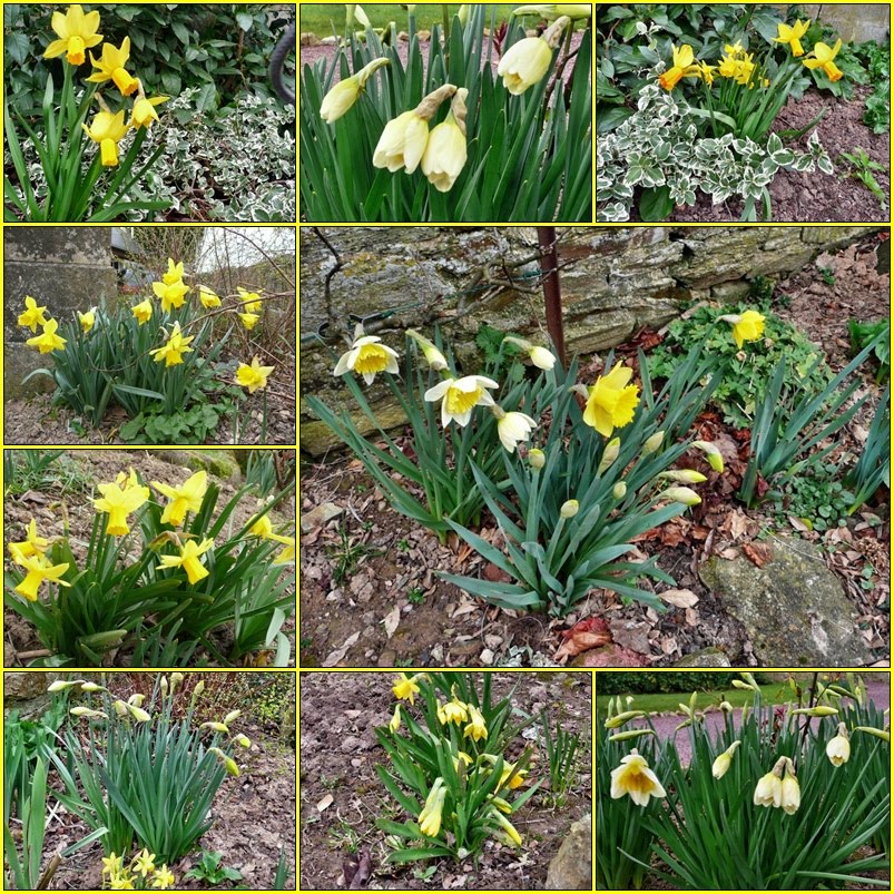 [Daffodil+mosaic.jpg]