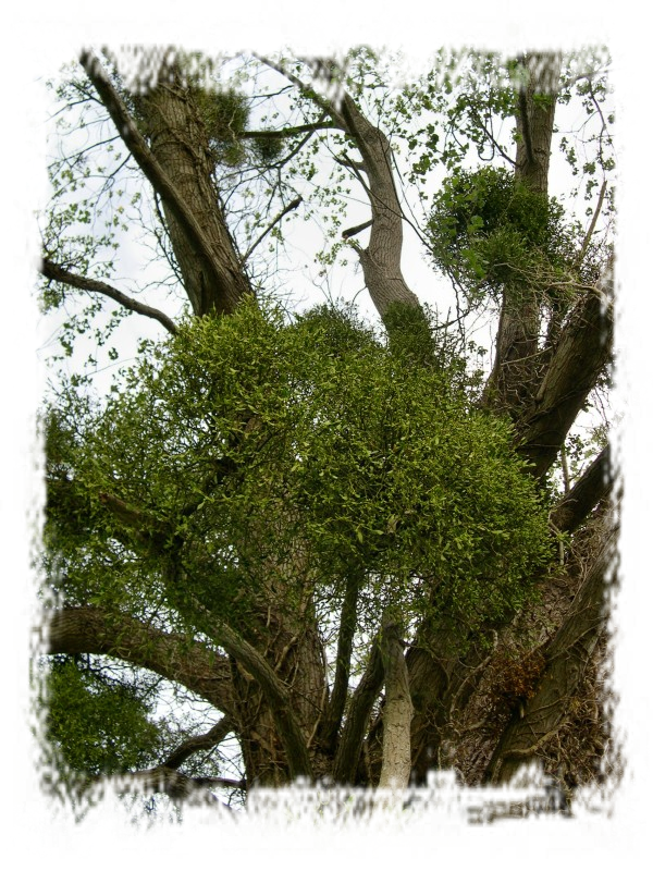 [Shapes+-+2009.09.01+15.47.08+-+(DSCN0113).png]