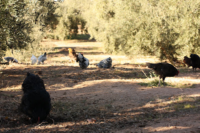 MIS GALLINITAS: VARIAS RAZAS COMO BRAHMA, PINTA, ETC.