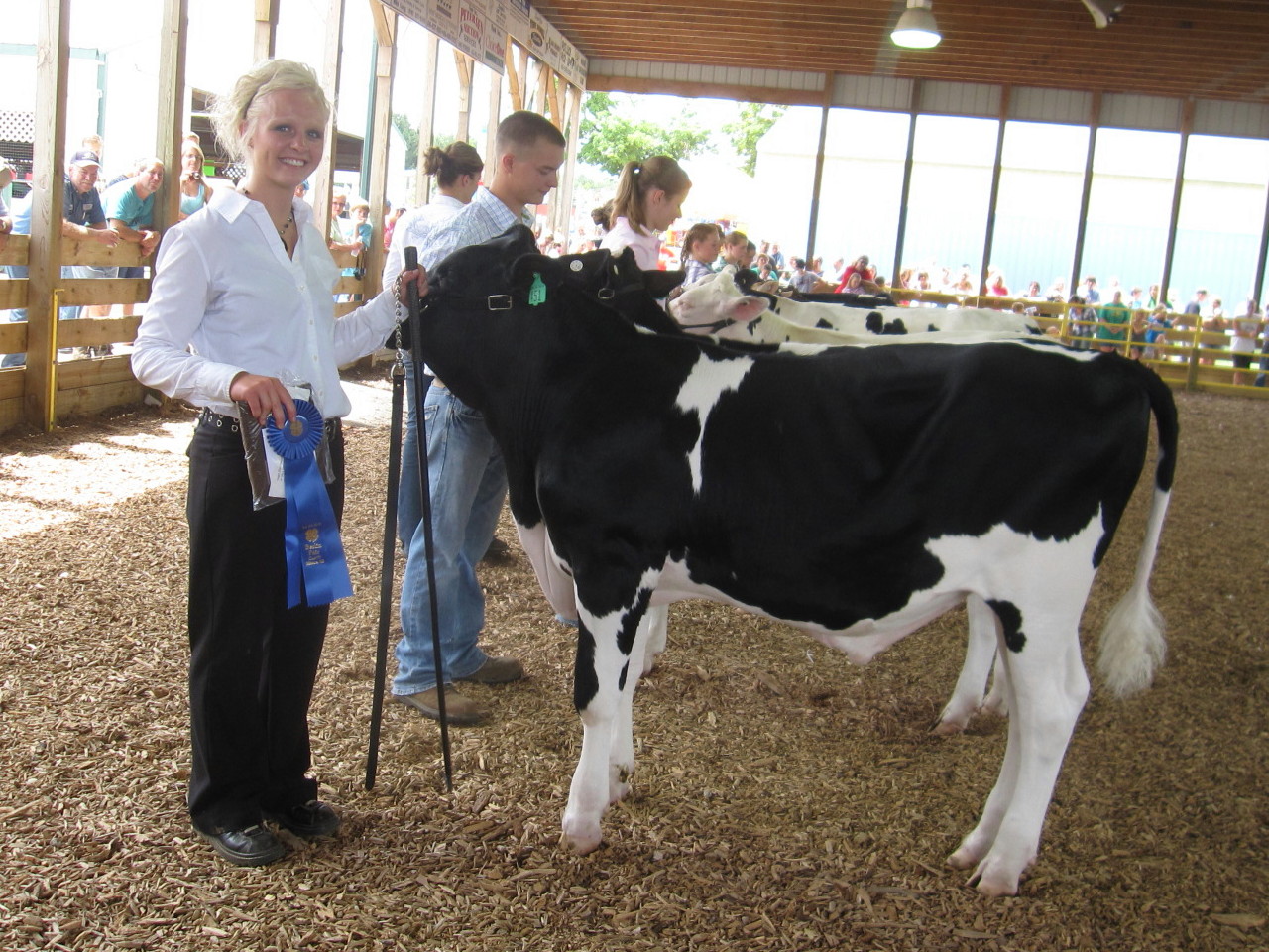 Ottawa County 4H Feeder Calf Champions!