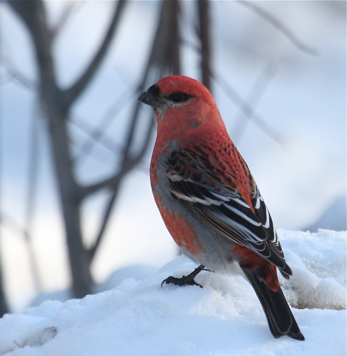 The Wandering Naturalist Saxzim Bog Winter Birding Festival