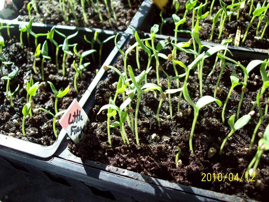 Jen and Derek's Farm Fresh Veggies Progress, slow and steady
