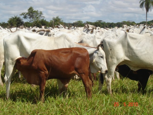 Bonsmaras na Amazônia