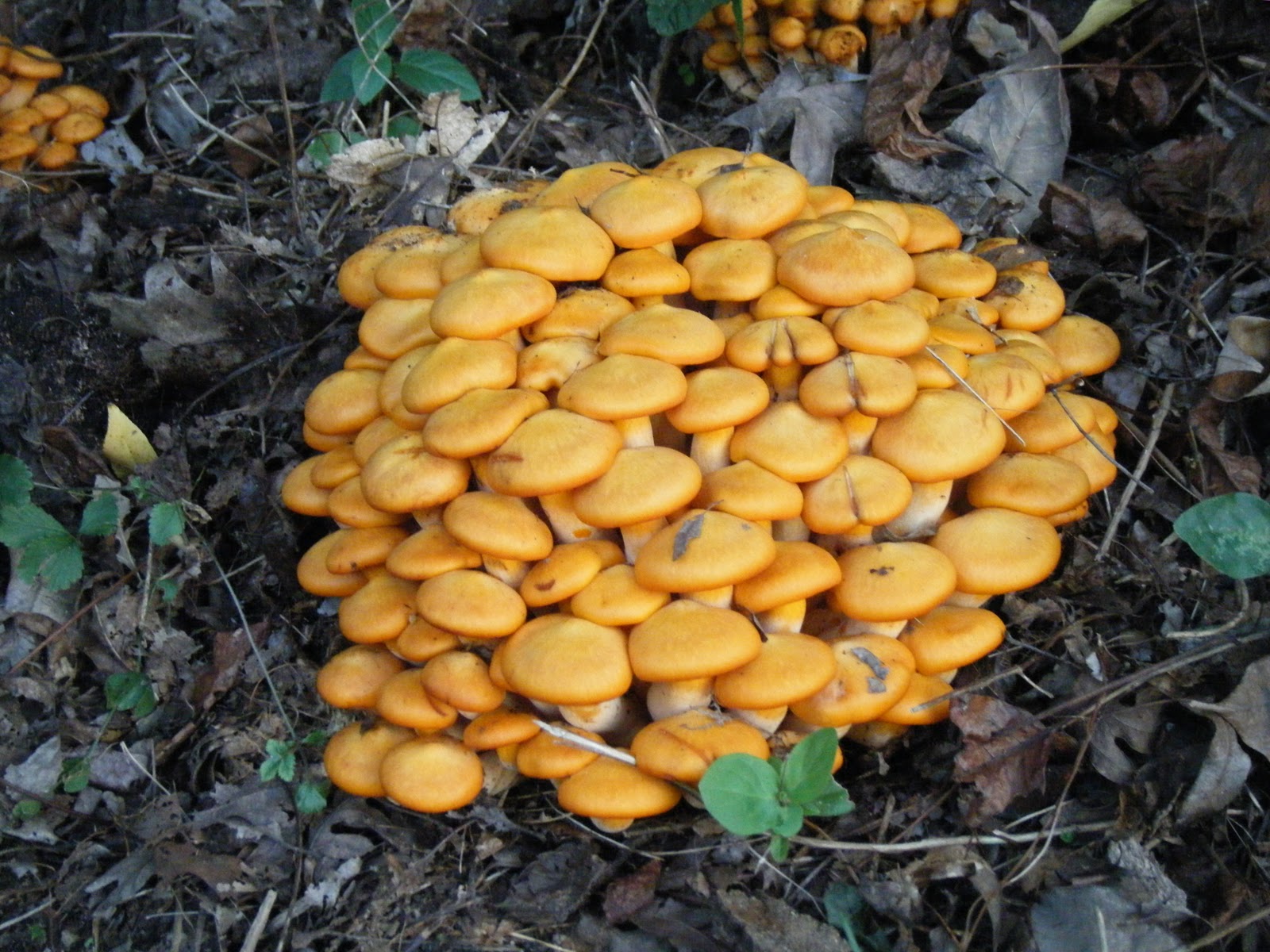 Rabbit's Garden Mushroom Adventure