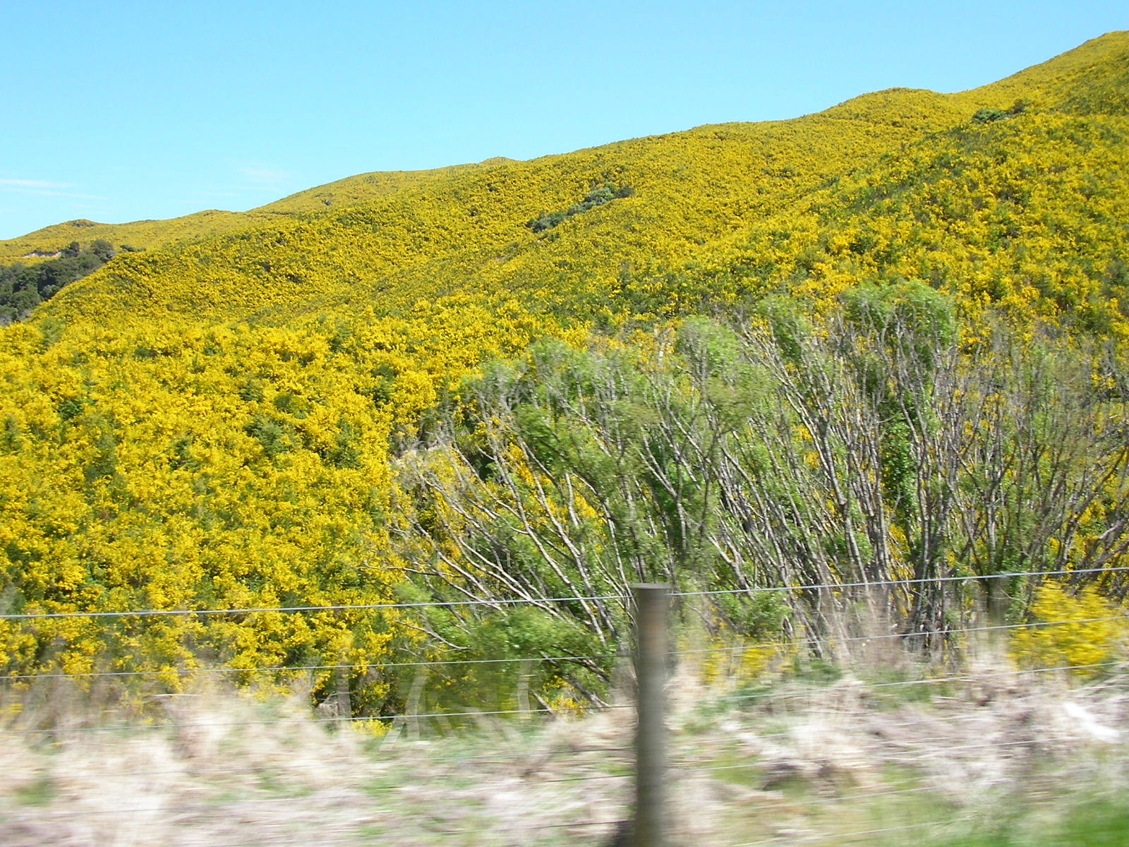 Glennis's Blog page..................... Golden Hills