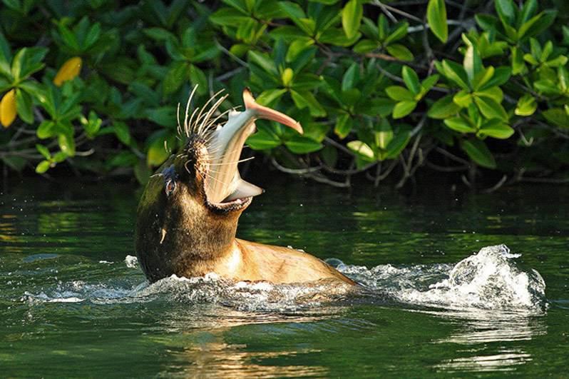 Strange And Interesting Things. Great Animals Professional Photography