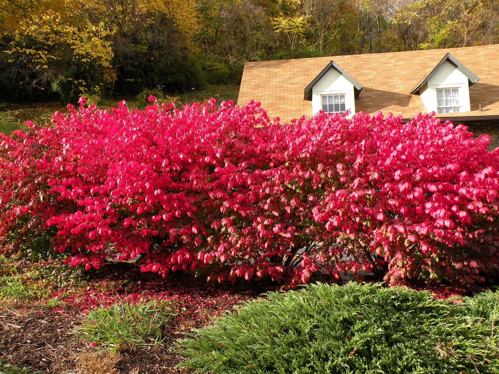 Let Your Light Shine Burning Bushes