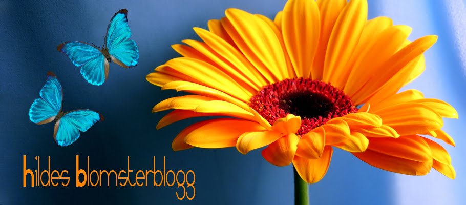 Hilde sin blomsterblogg