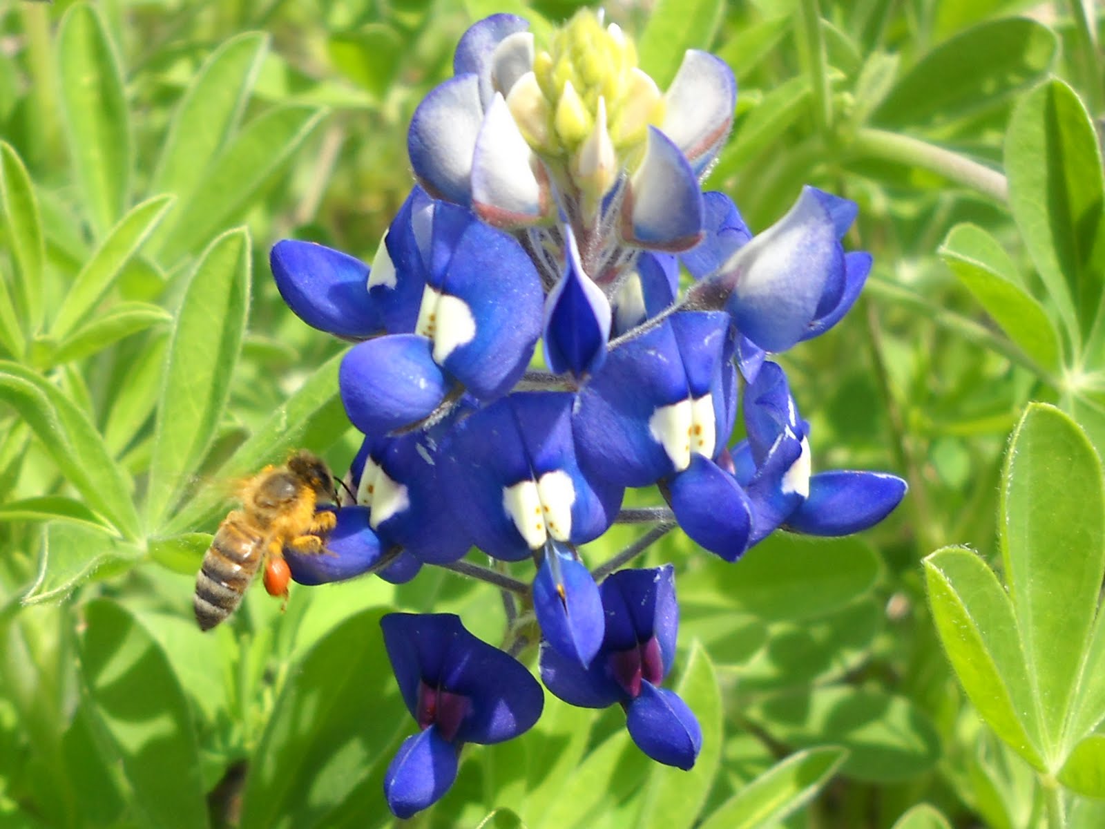 Our Flock Rocks Wildflower Season