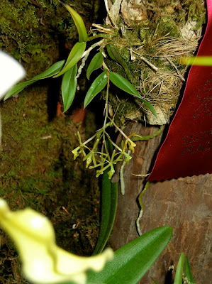 Epidendrum conopseuim