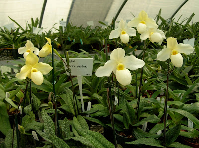 Paph. Becky Fouke