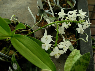 Phal. equestris var alba