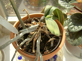 Rotten orchid roots
