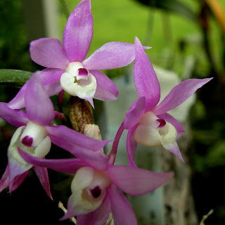 Dendrobium hercoglossum