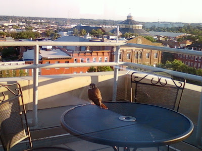 Fledgling Kestrel in Baltimore, MD
