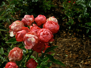 Polyantha Rose 'Orange Morsdag'