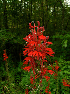 Lobelia cardinalis (Cardinal Flower)