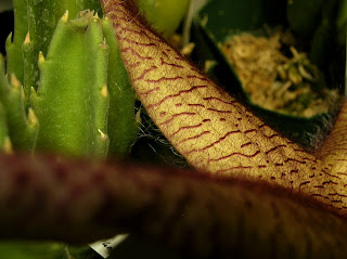 Stapelia gigantea