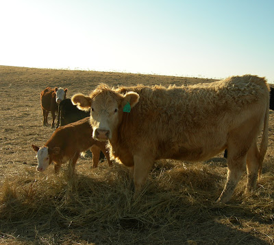 calves in hay
