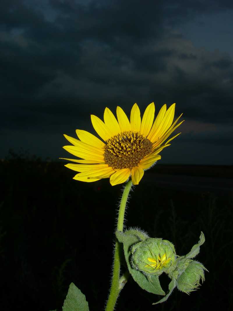 [sunflower-night.jpg]