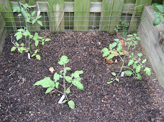 Fall Tomatoes in Raised Bed
