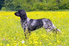 Nova v.d. Stommeerpolder (Kylie)