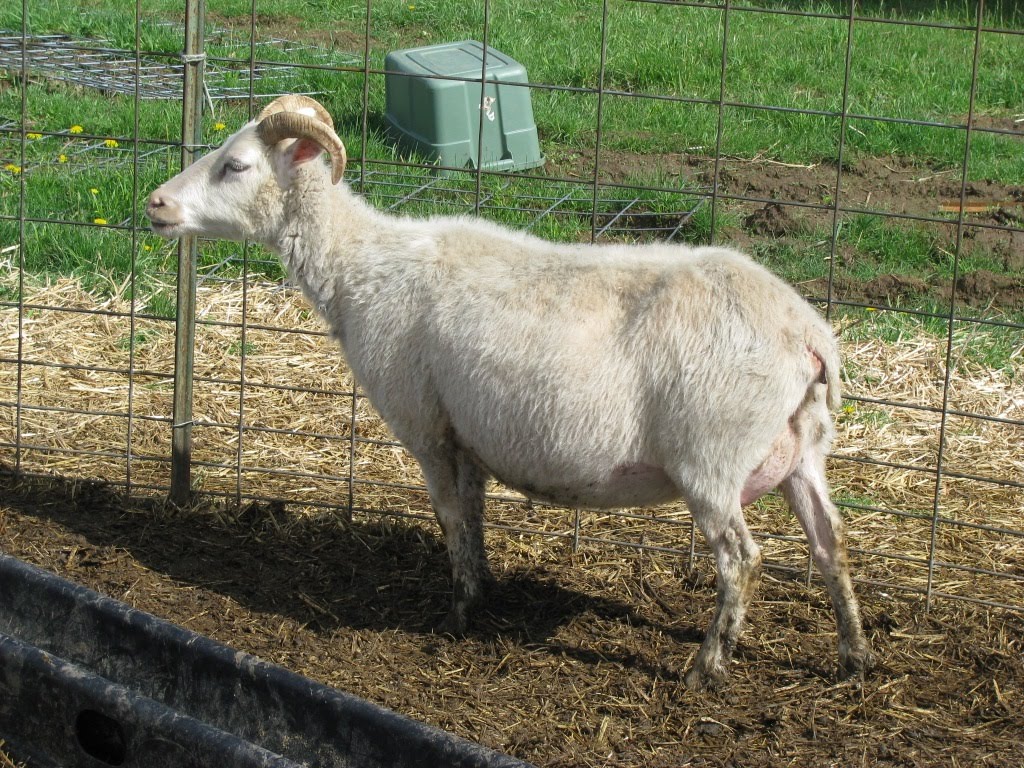 Dispatches from Can of Duck The Ram Marking Harness Conundrum