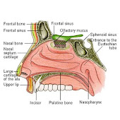nasal bone and cartilage