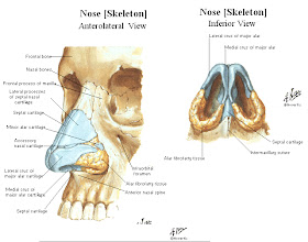 The Expressive Figure: Cartilage of Nose
