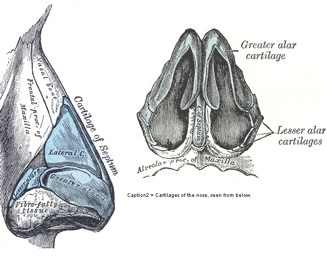 Nose Revision Surgery and Surgeons Nasal Valve Collapse Causes