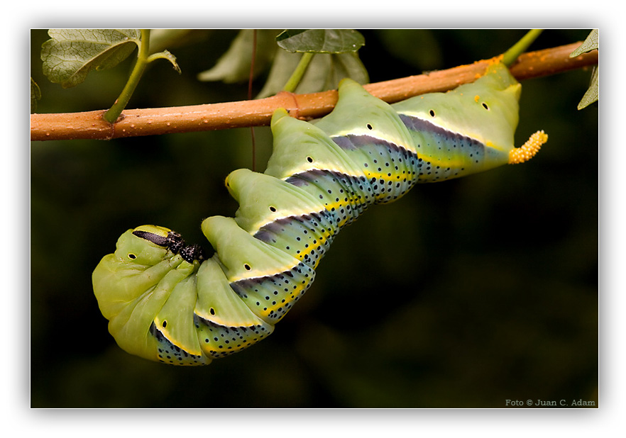 Naturfotografie Kanarische Inseln D Raupe des Totenkopfschwärmer