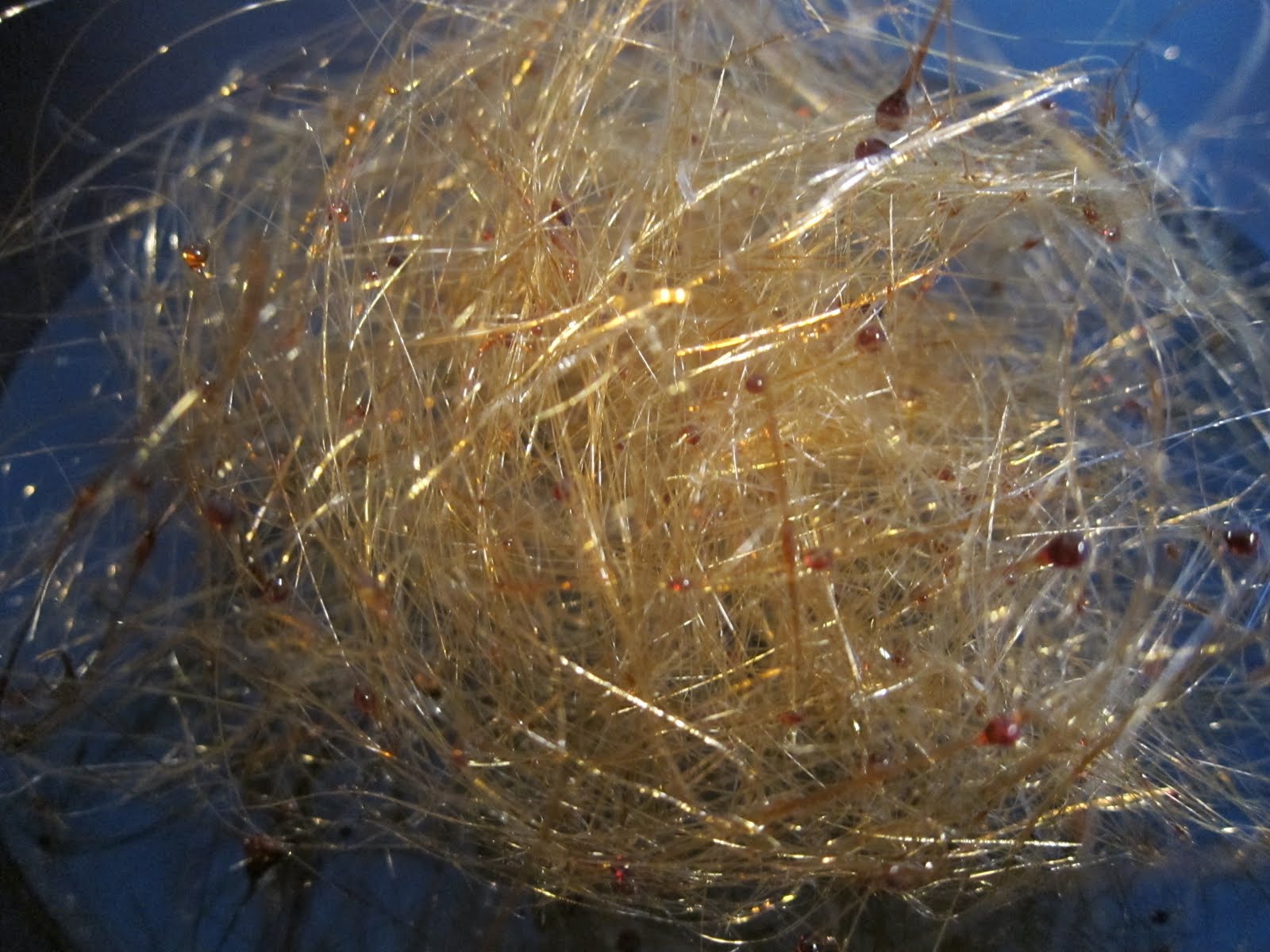 cakengineer Spun Sugar!