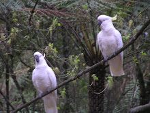 Cockatoos at Badger Creek Weir