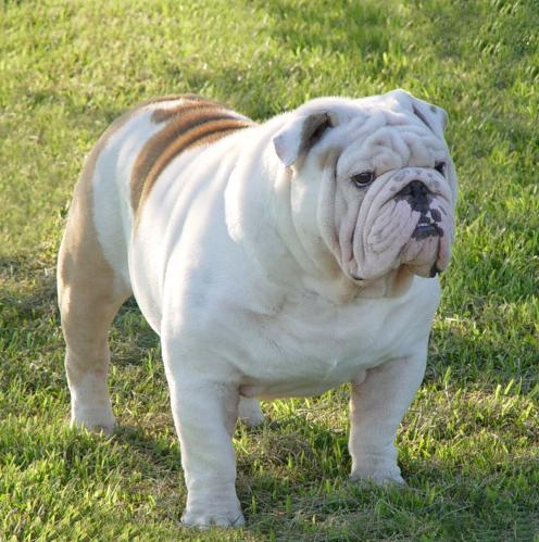 All TOP 10: Most Expensive Dog Breeds