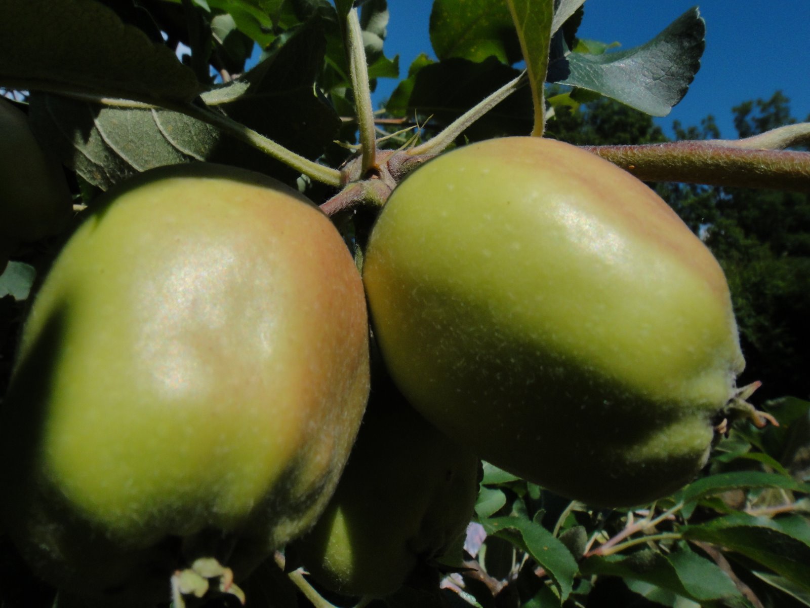 Abenaughter's Adventures Baby Apples in the orchard!