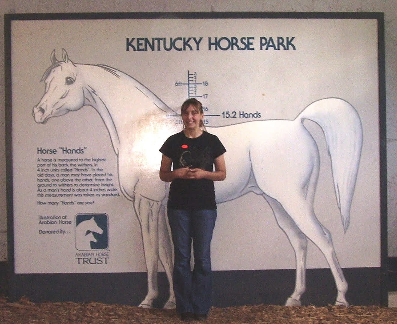 Height Visualizations The Horse Forum