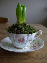 My Tea Cup Hyacinth