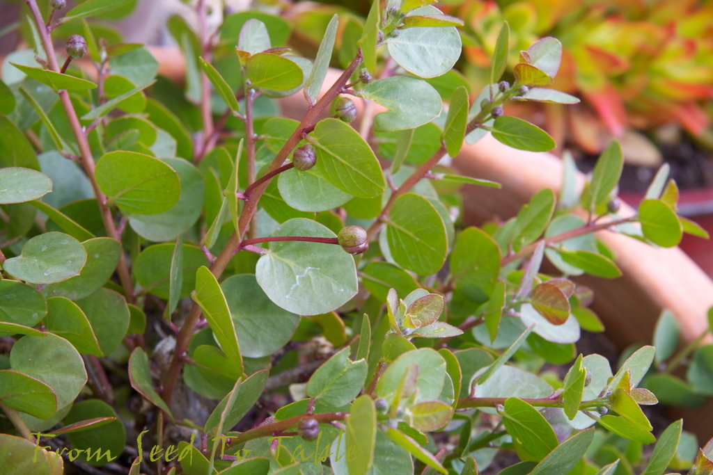 From Seed To Table Capers