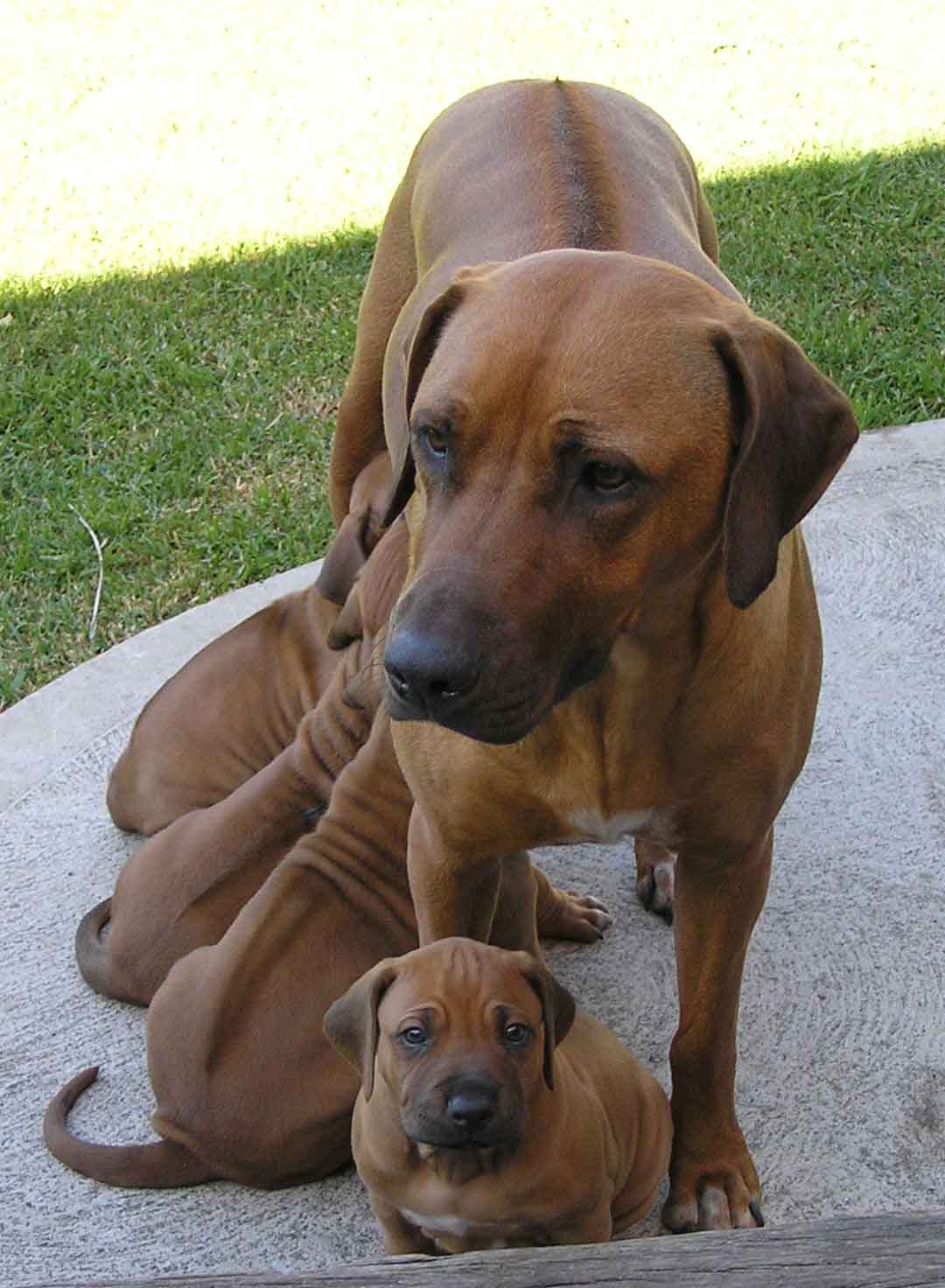 clip art rhodesian ridgeback dog - photo #33