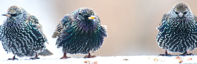 Three starlings sit together in the snow...not happy looking at all!