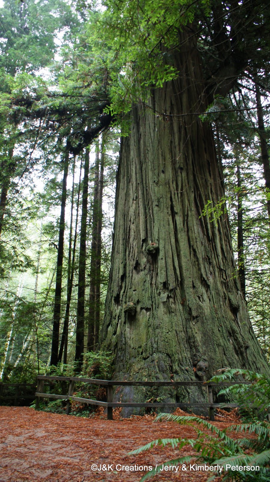 Along the Way with J&K... Trees of Mystery and Sky Trail