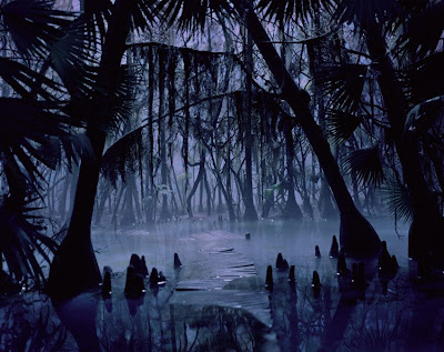 swamp_night
