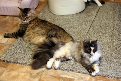 Cavallino 猫 ねこ ネコ ジェントルジャイアントじゃなくて ジェントルジャイアン